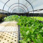 hydroponic vegetables in boxes.