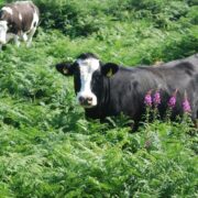 Cows in a field.